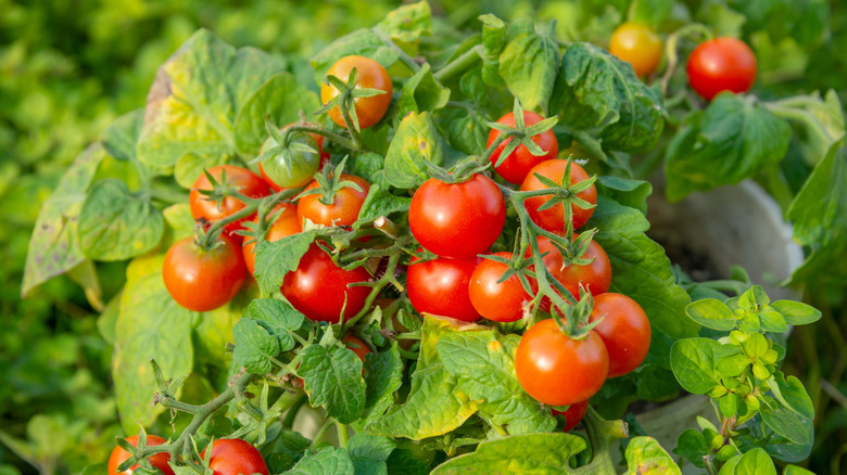Tomatoes on a vine