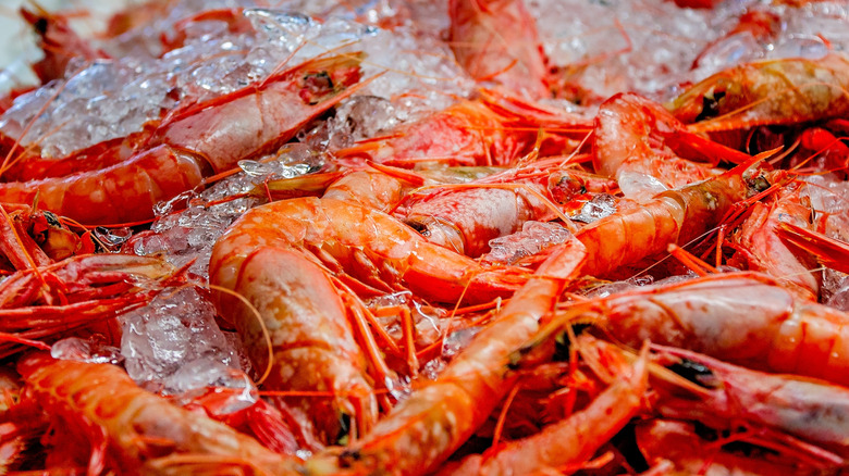 Gulf shrimp caught and put on ice