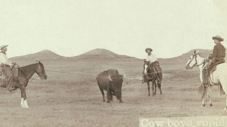 Old photograph of cowboys roping a bison