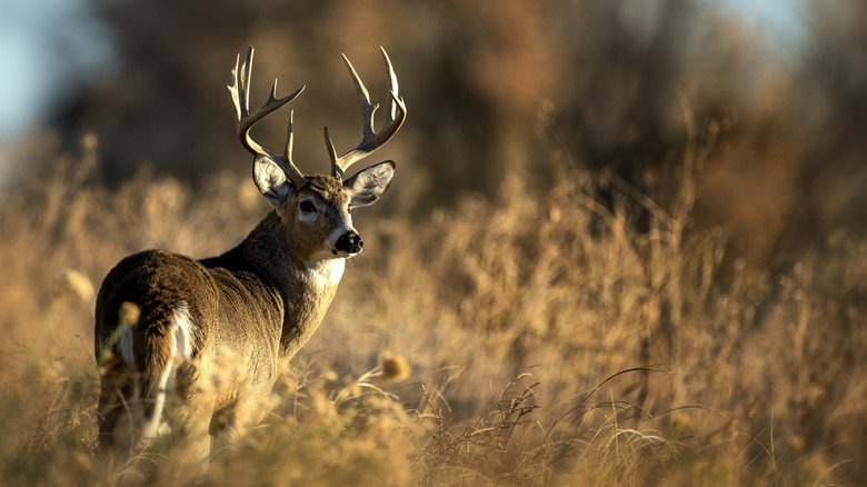 White-tailed deer in dry grasslands