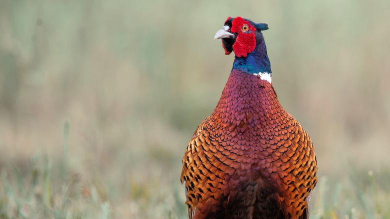 A male pheasant on a low grassland