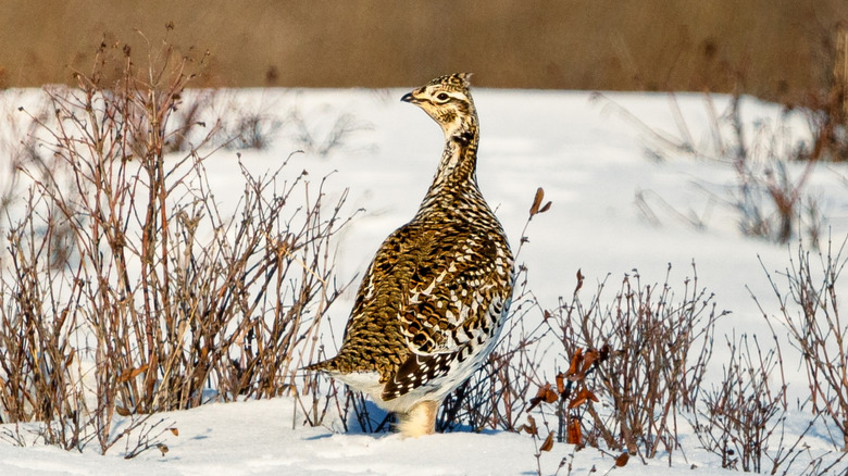 Prairie chicken in a snowy field