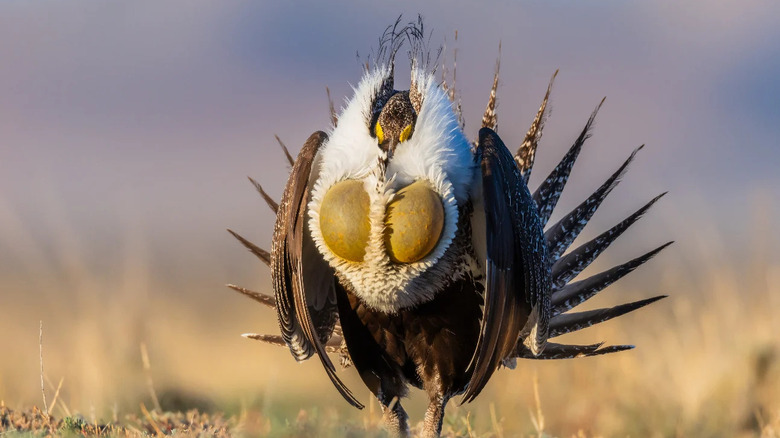 A sage grouse on a plain