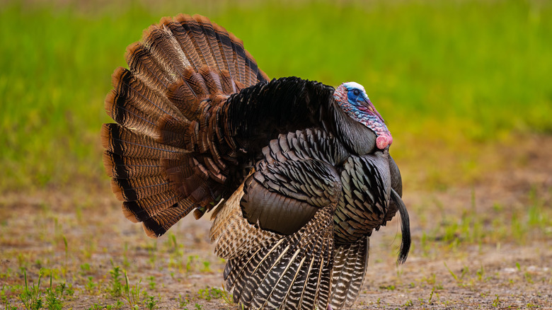 A wild turkey in the wild