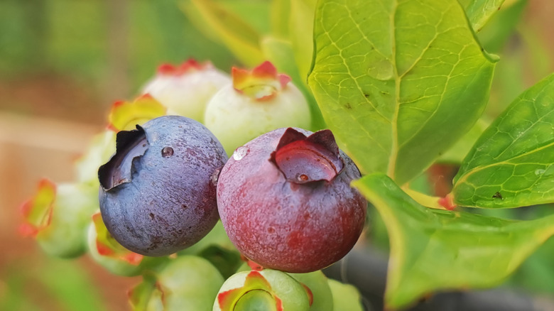 Unripe blueberries growing