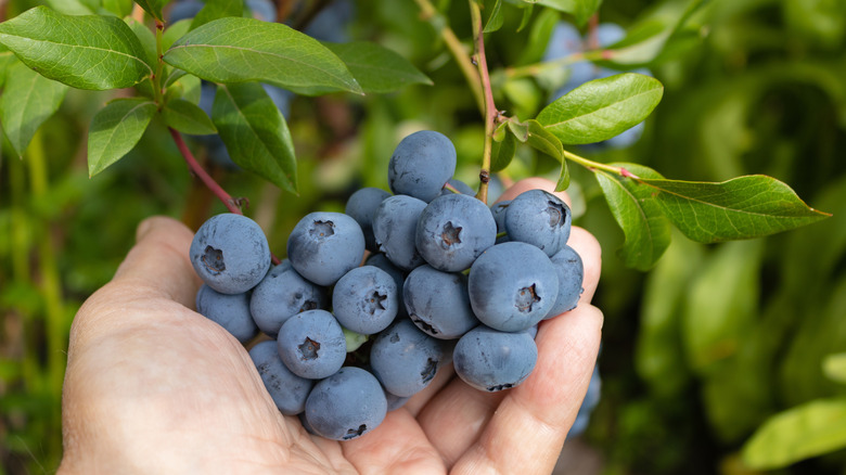 Person holding fresh blueberries in their hand
