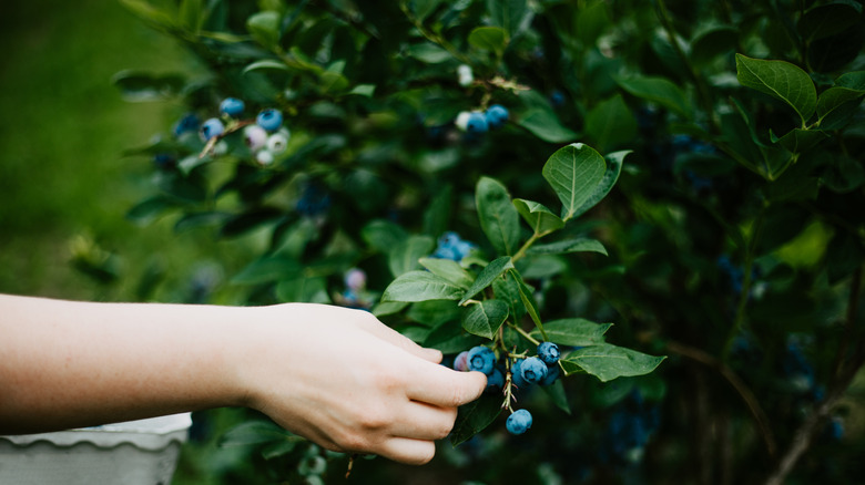 Person's hand picking blueberries