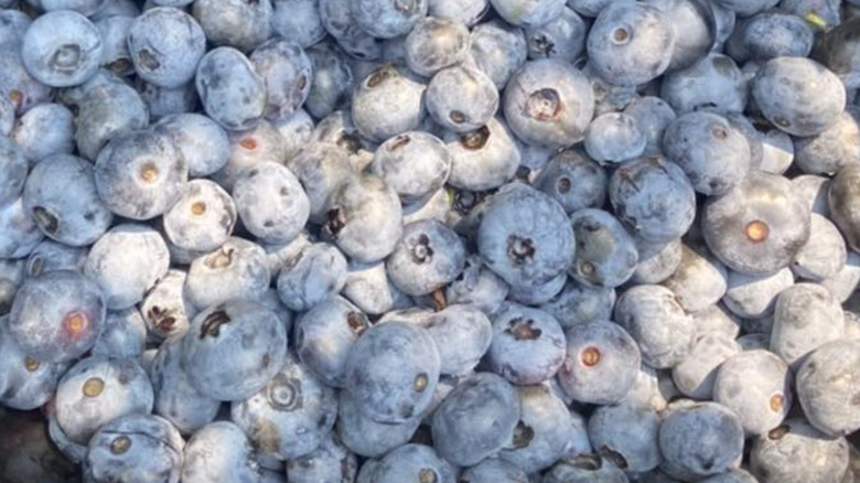 Blueberries with white coating