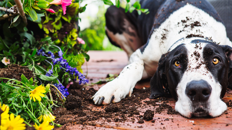 Dog next to an overturned planter.