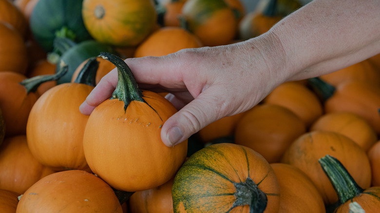 Hand picking up pumpkin from a pile