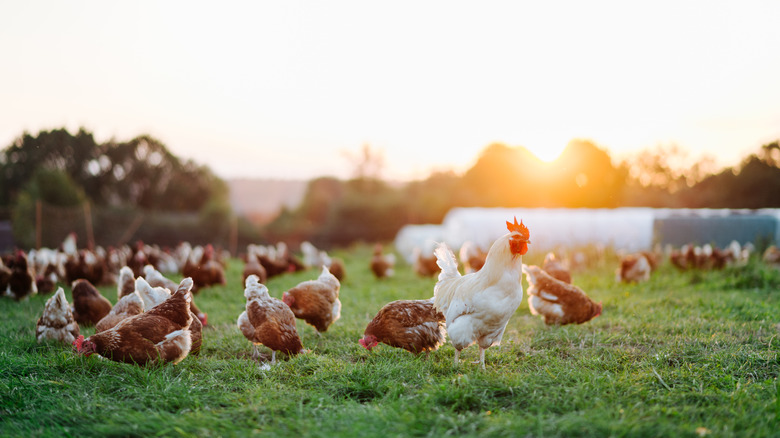 Chickens walking in grass on farm
