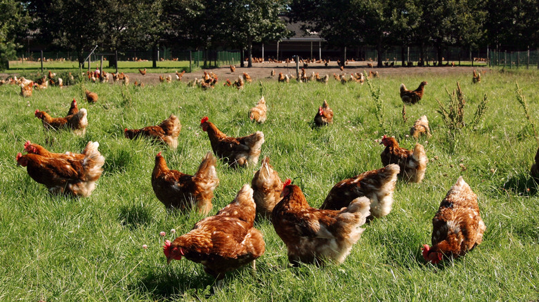 Brown chickens walking through grass