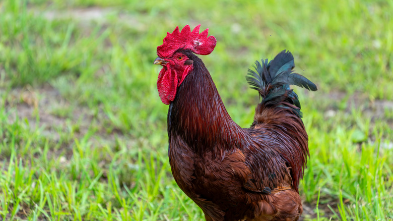 Rooster standing in grass