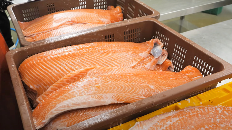 Fresh salmon fillets