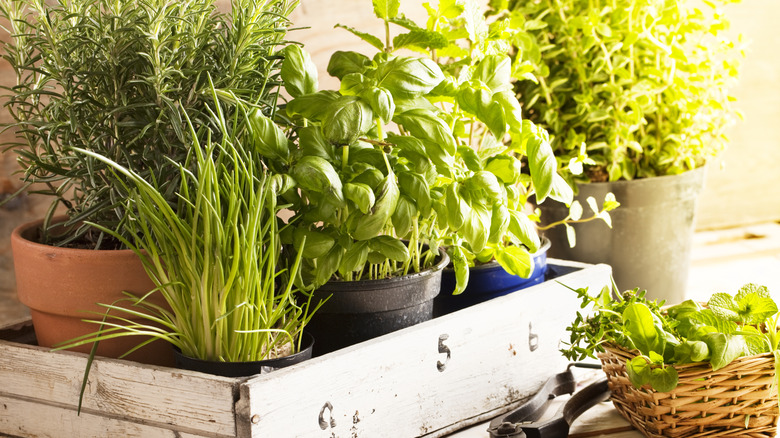 Potted herbs in a wood box