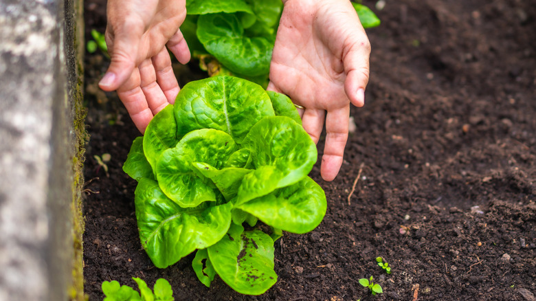 Hands start to pick up a head of lettuce growing out of the dirt
