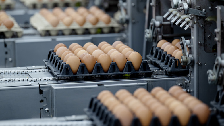 A photo of eggs being processed through a sorting machine for sale.