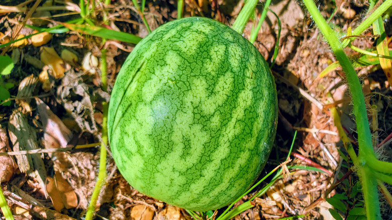 A small watermelon outside