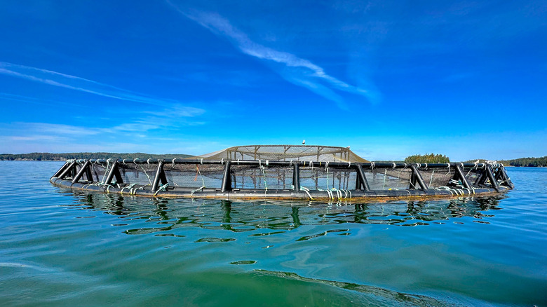 Floating fish pen for farm-raised salmon