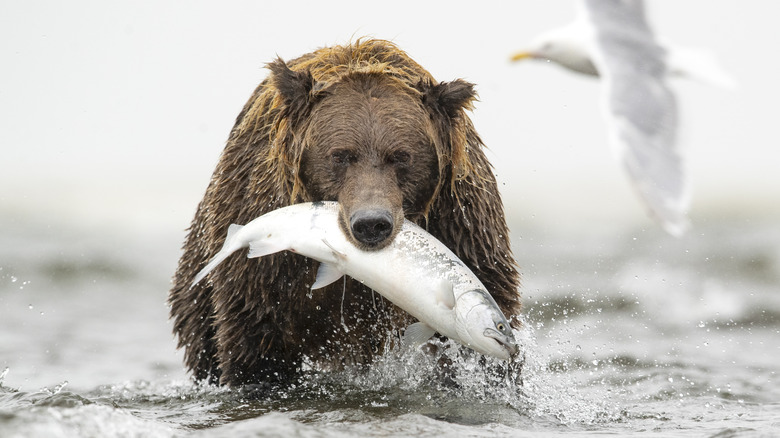 An bear carries salmon in mouth