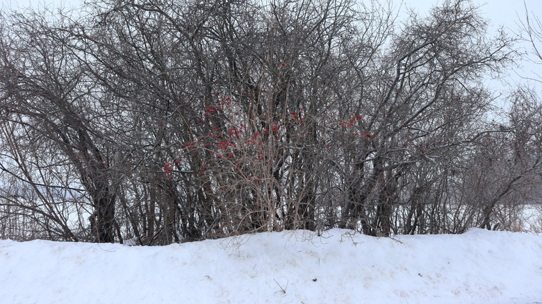 Wild berries in a snowy field