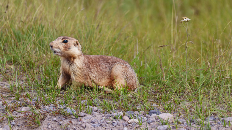 A prairie dog in the grass