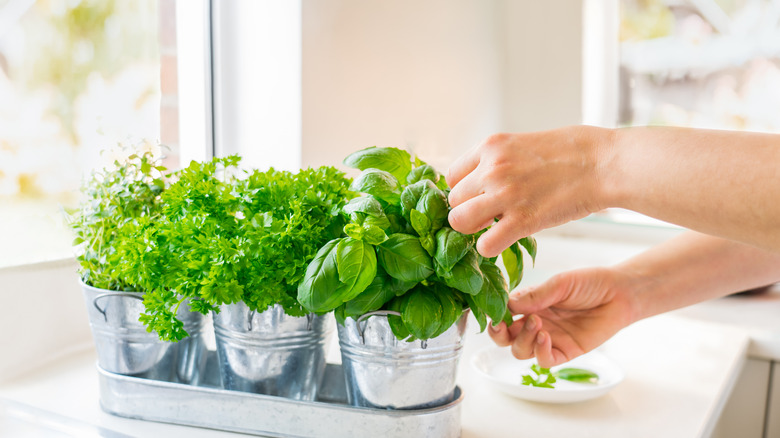 Someone picking fresh herbs
