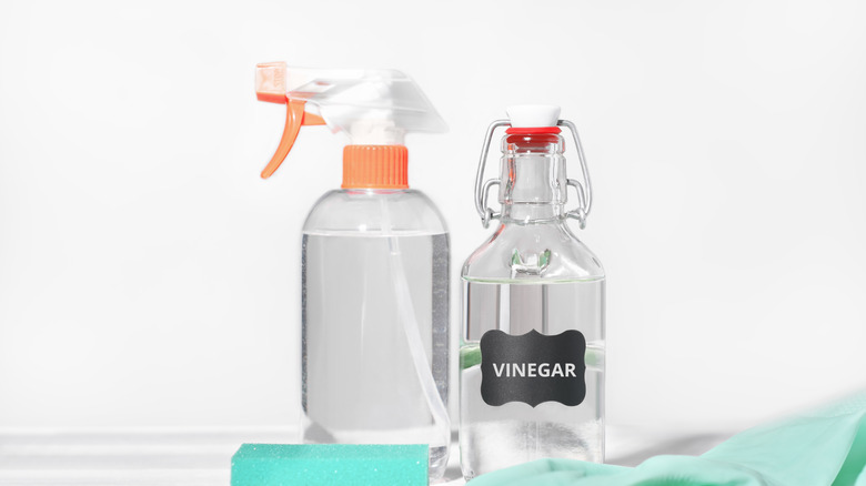 White vinegar with spray bottle, sponge, and gloves