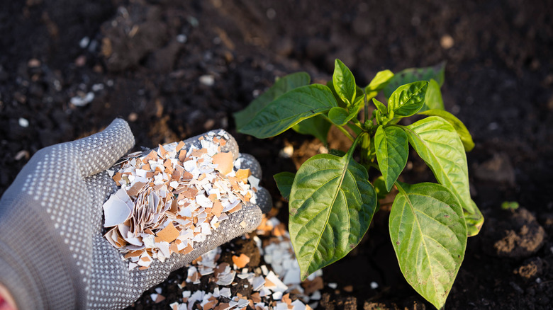Gloved hand putting eggshells around pepper plant