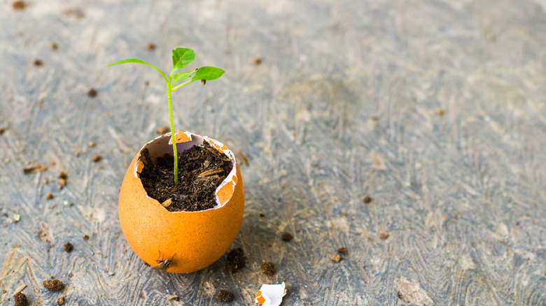 Plant growing out of eggshell