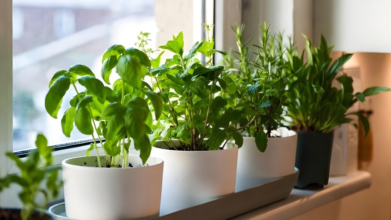 Fresh green herb plants including basil and rosemary growing in white ceramic pots on a sunny kitchen windowsill.