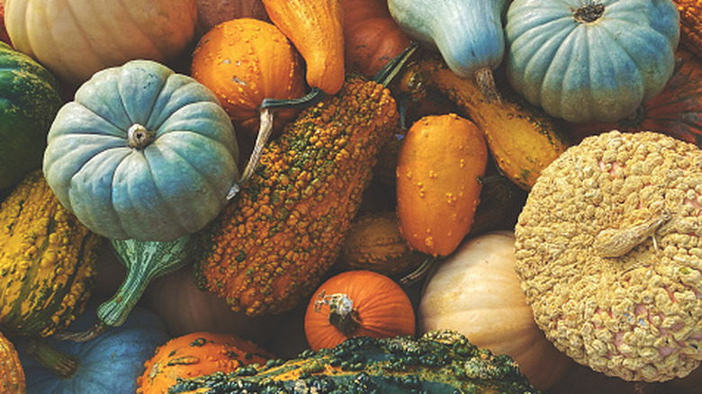 Stack of Multicolored Fall Pumpkins