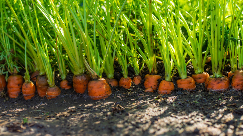 Carrots sticking out of soil