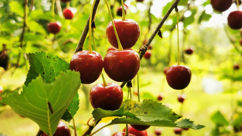 Ripe cherries hanging on a cherry tree branch