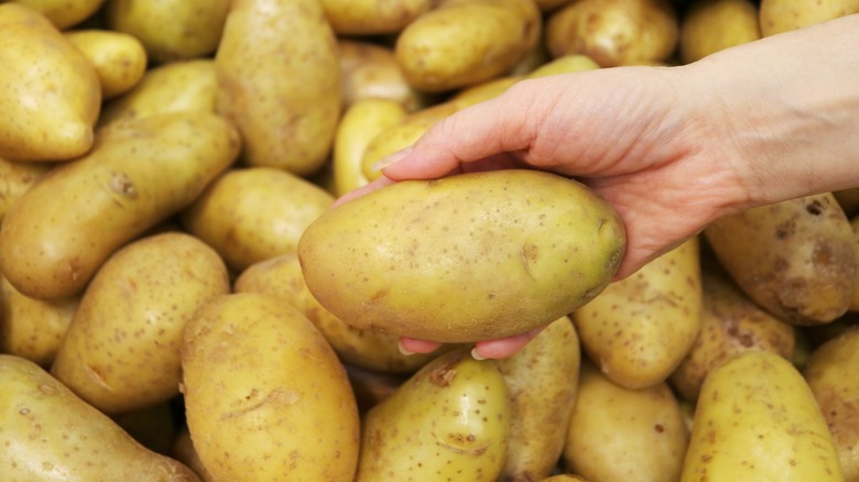 Hand holding a potato with potatoes in front of more potatoes