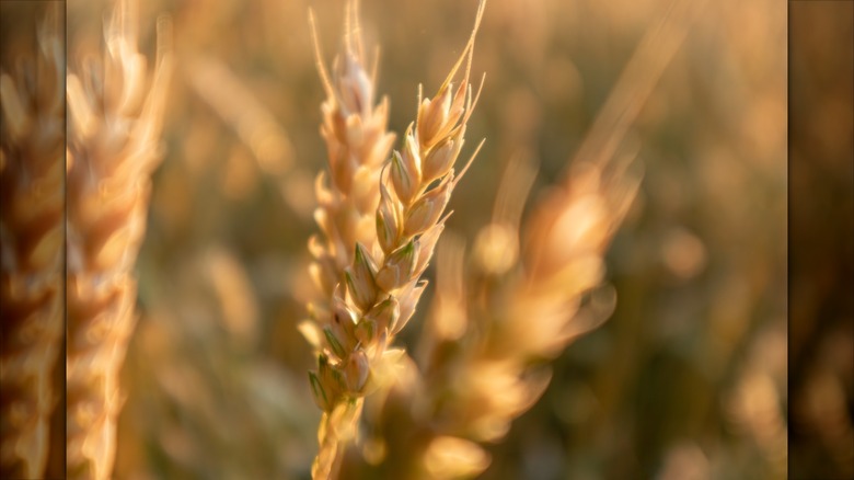 Sheaf of wheat