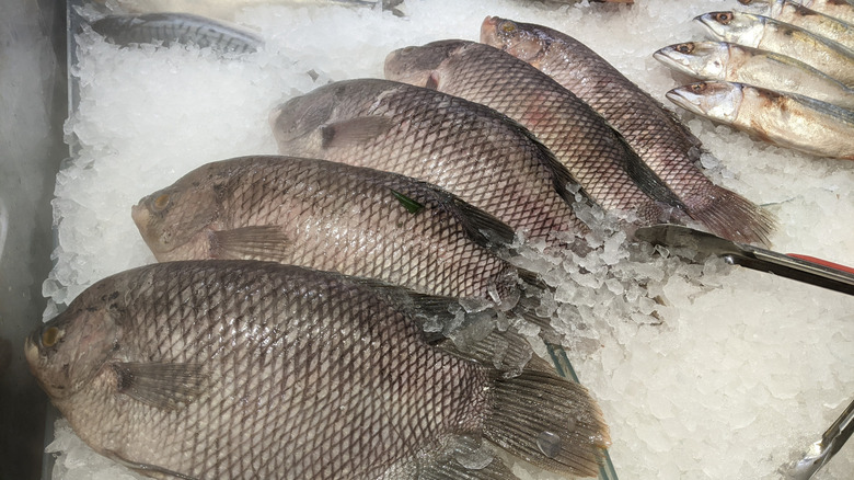 Tilapia on ice