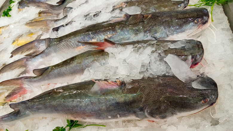 Catfish on ice