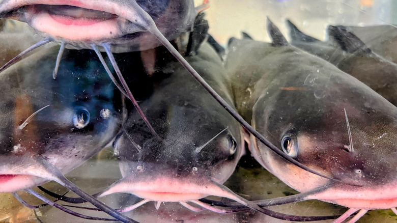 Catfish in a fish tank