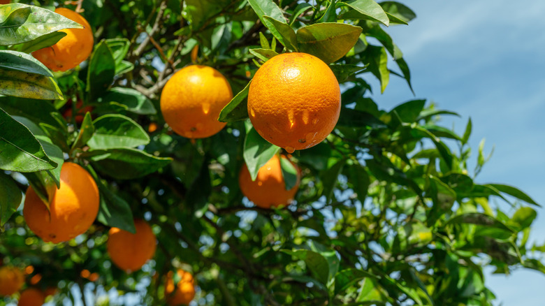 Ripe orange fruits on orange tree between lush foliage