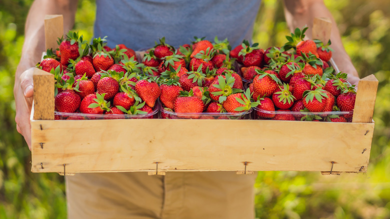 person holding a wooden crate full of freshly picked strawberries