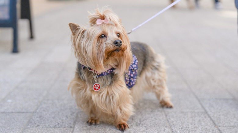 A small dog on a leash on a sidewalk