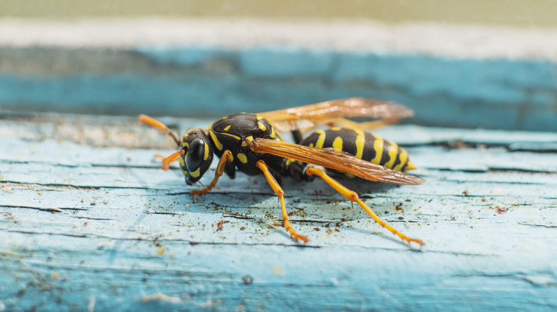 A hornet perched on a window