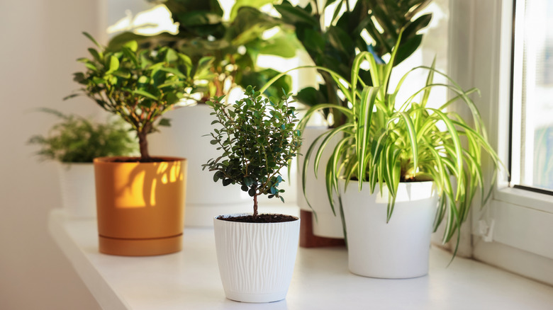 Potted houseplants on a windowsill