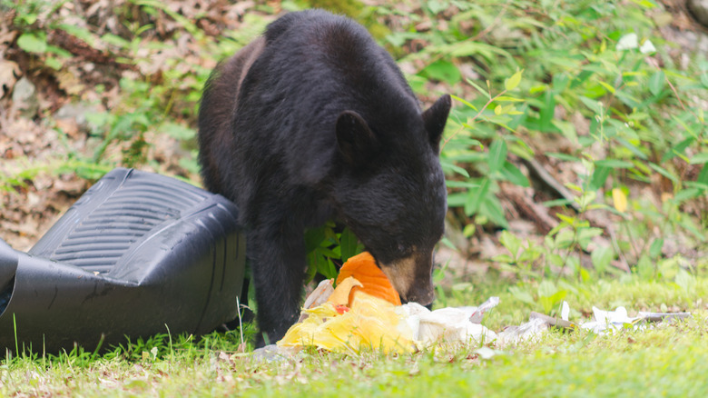 A black bear eating from a trash can