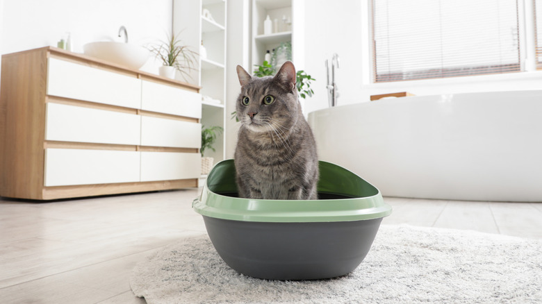 A cat sits in an oval-shaped litter box