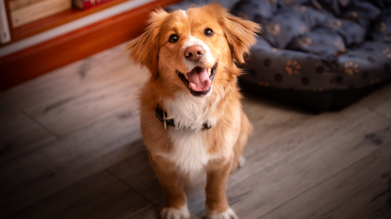 A cute dog looks up at the camera