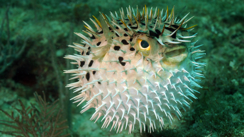 Pufferfish in ocean