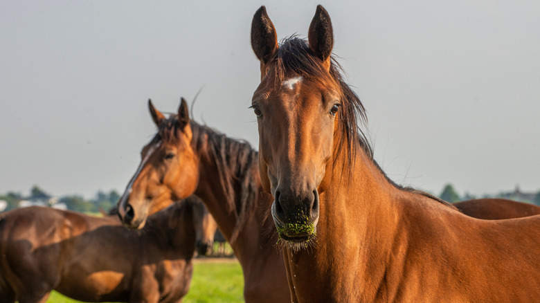 A brown horse looks at the camera
