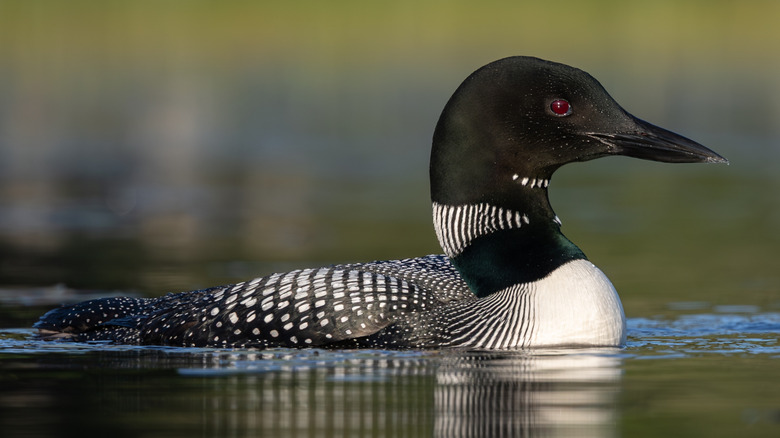 A black and white loon swims in a lake